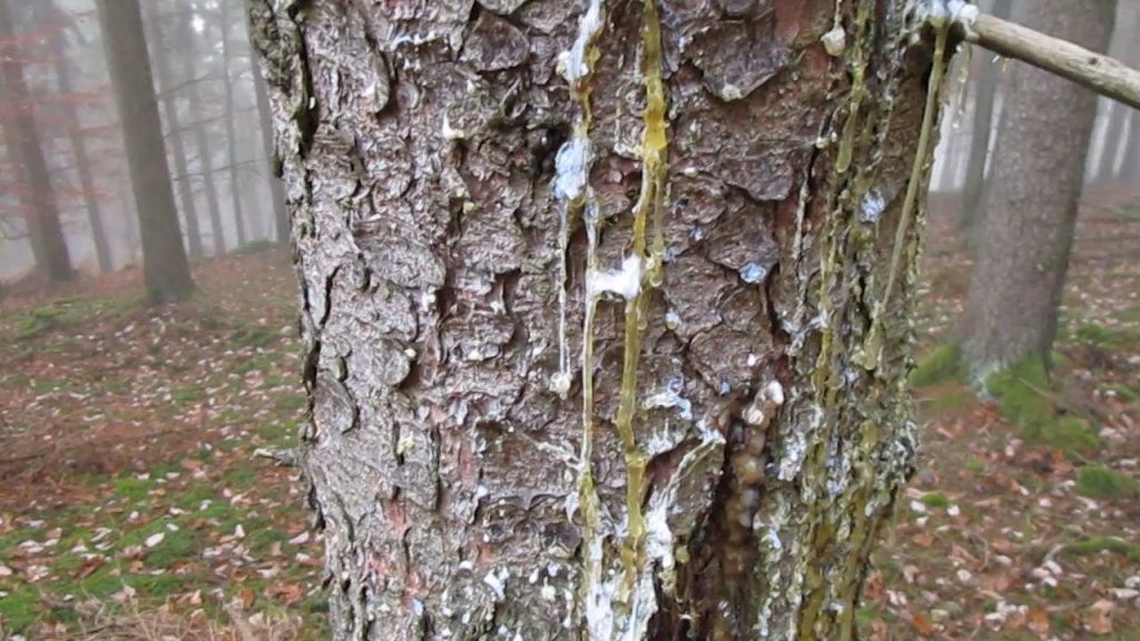 Vom Stamm herunter tropfendes Harz