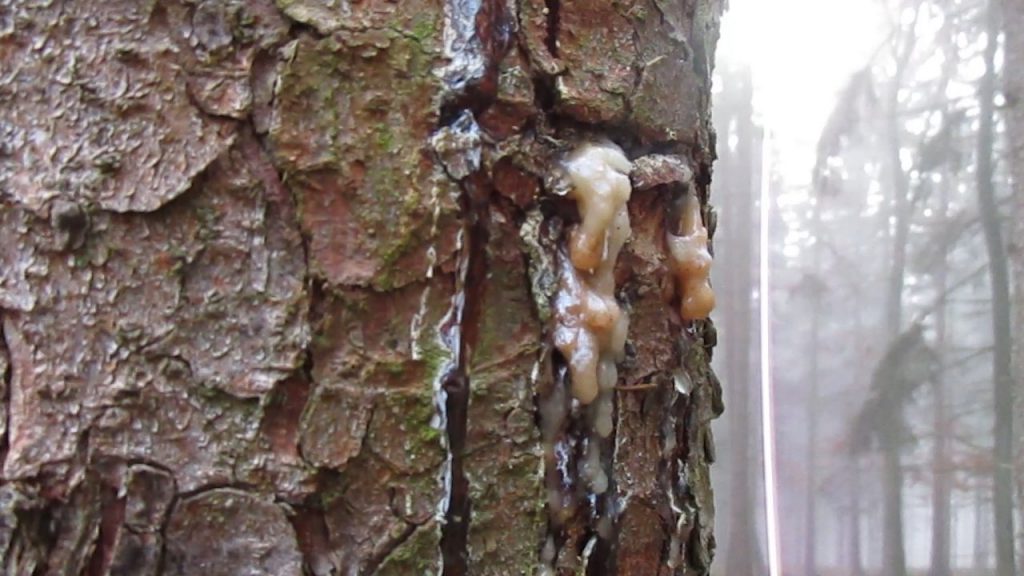 Harz Knolle am Baumstamm