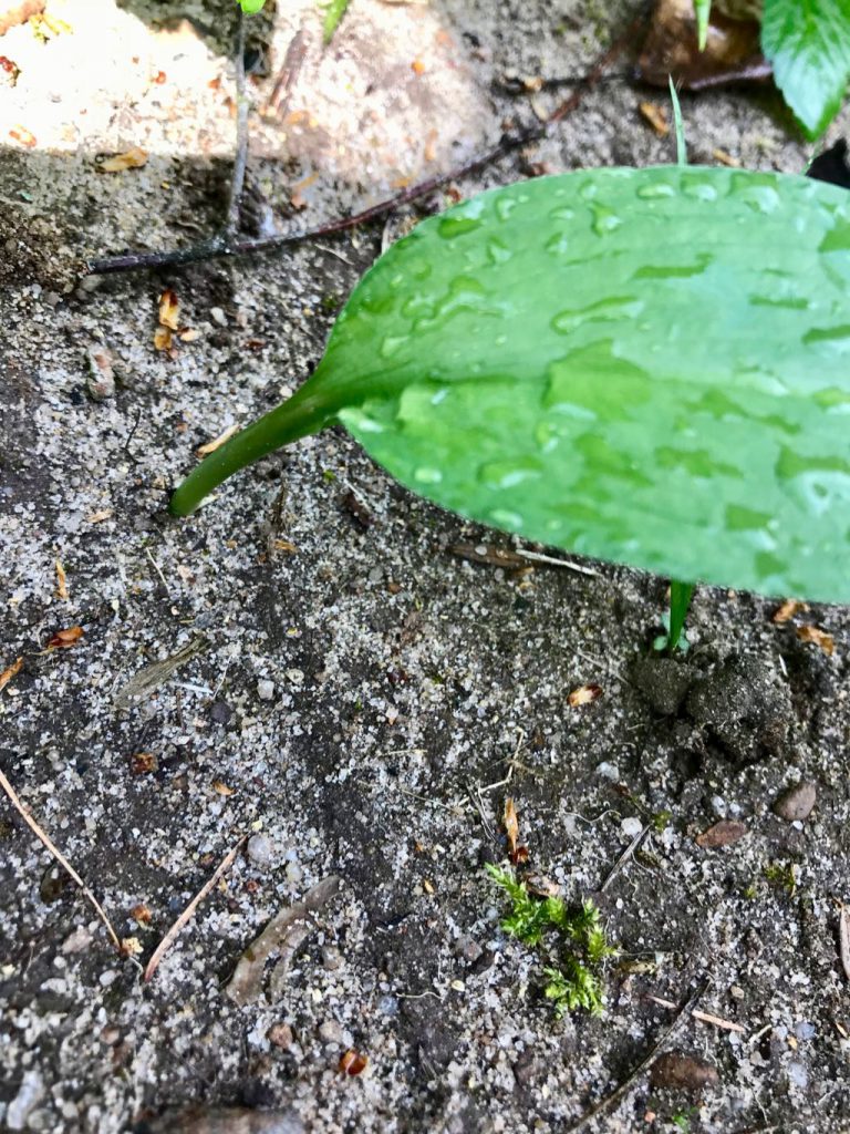 Bärlauchblätter wachsen einblättrig aus dem Boden