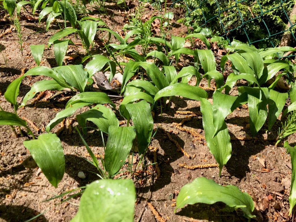 Bärlauchfeld im Frühjahr