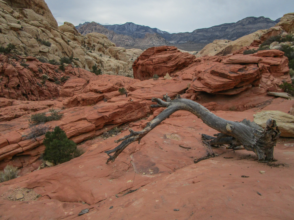 Red_Rock_Canyon-Calico_Tank Trail auf feuerrotem Stein