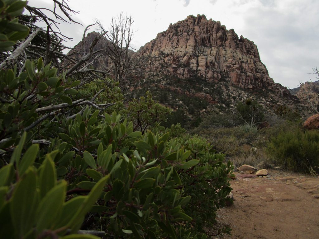 Pine Creek Canyon - Üppige Vegetation