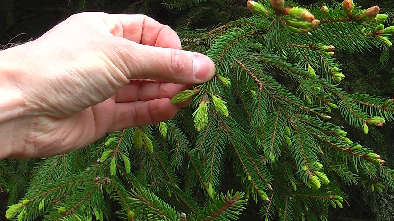 Frische Fichtenspitzen am Baum